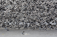 Snow Geese 6379